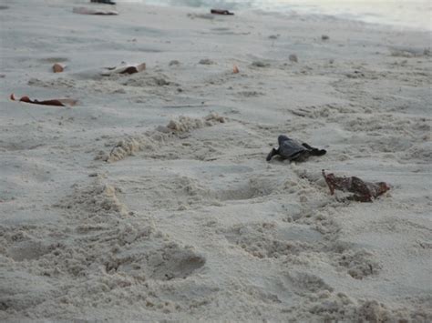 Turtle Hatchlings-Eagle Beach Aruba | Eagle beach aruba, Aruba ...