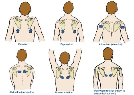 Scapulothoracic Joint - Shoulder & Elbow - Orthobullets