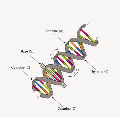 Origin Hunters - Genetic Genealogist: DNA, SNP, STR, OMG!