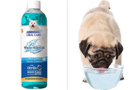 22 Chewy Dog Supplies That Every Pet Owner Needs