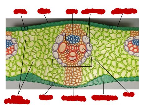 Monocot Leaf Cross Section Labeled