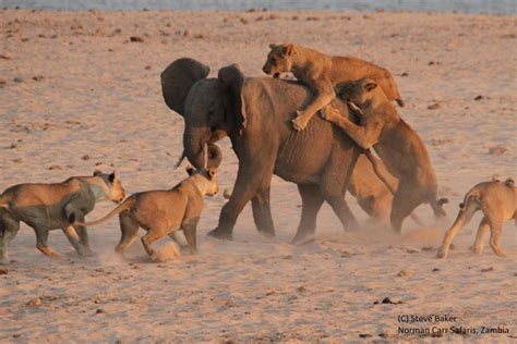 Elephant survives attack by 14 lions - Africa Geographic