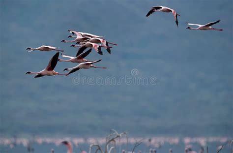 Lesser Flamingos Flying at Lake Bogoria, Kenya Stock Image - Image of ...