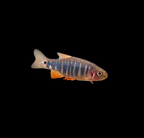 Emerald Dwarf Rasbora (Celestichthys erythromicron) - Aquatic Arts