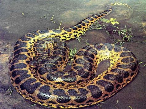 The Beauty Of Anaconda Snake