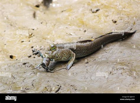 Mudskipper fish eating a crab Stock Photo - Alamy