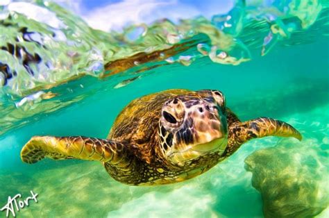 53 best images about Hawaii Wildlife on Pinterest | Oahu, Baby sea ...