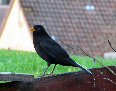 Blackbird with white tail feathers – Photos by Alison