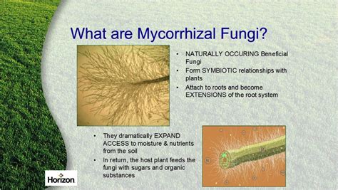 Voordelen Van Mycorrhiza Fungi | Rocket site