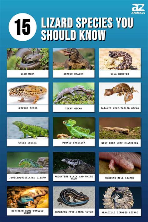 Types Of Lizards Chart