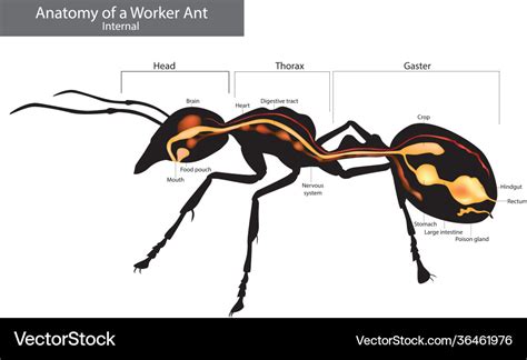 Internal ant anatomy characteristics common Vector Image