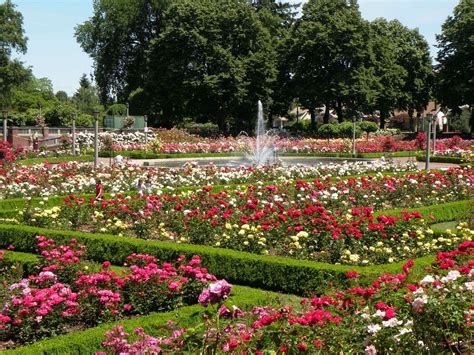 Portland Rose Garden | Rose garden portland, Oregon, Oregon travel