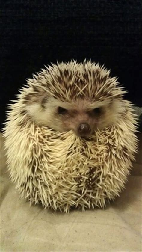 Behavior - African Pygmy Hedgehog Care