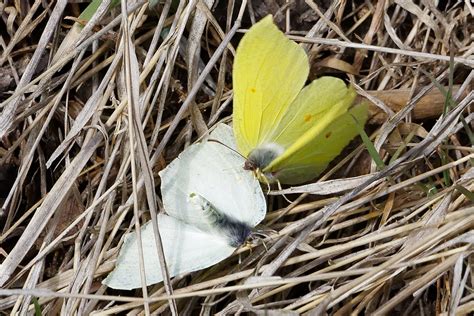 brimstone butterfly on Behance