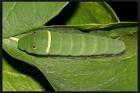 Green Caterpillar With Eye Spots