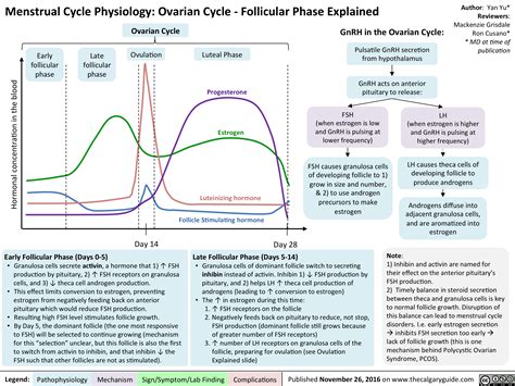 Menstrual Cycle Physiology: Ovarian Cycle – Follicular Phase Explained ...