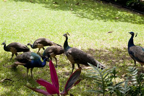 A visit from the peacock family | i L i n d