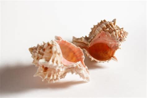 Premium Photo | White-pink sea shells