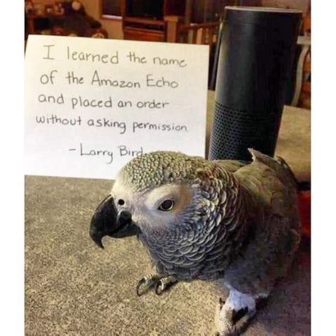 5685 best Parrot Humor images on Pinterest | Budgies, Funny images and ...