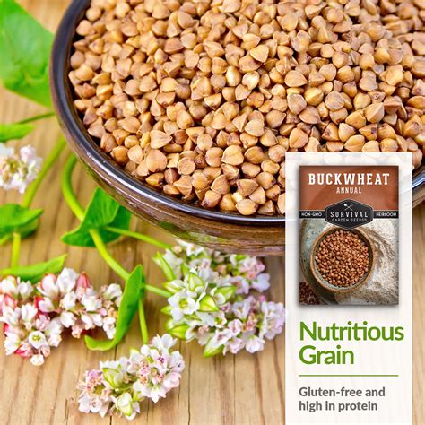 Buckwheat Seed for Planting - SurvivalGardenSeeds