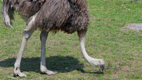 10+ Free Ostrich & Bird Videos, HD & 4K Clips - Pixabay