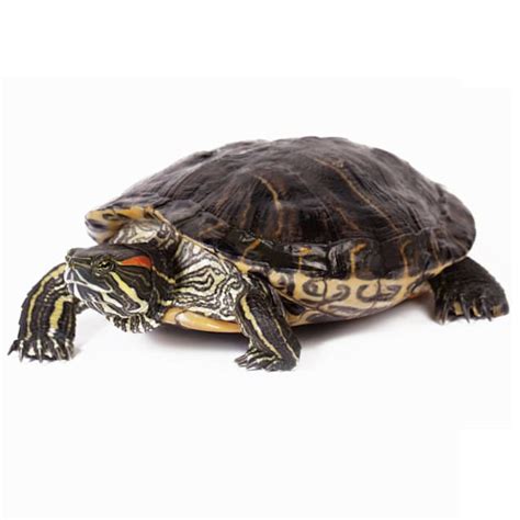 Can You Buy Red Eared Slider Turtles?