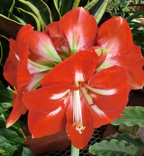 Amaryllis Flowering Time | Best Flower Site