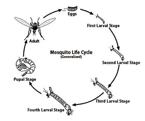 The Mosquito Life Cycle - Pinellas County