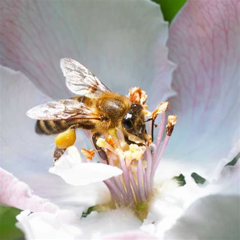 Honey Bee Pollination - Carolina Honeybees - petsinfo11