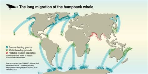 The long migration of the Humpback Whale | Humpback annual m… | Flickr