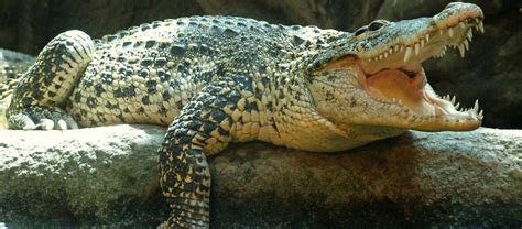 The Cuban Crocodile | Critter Science