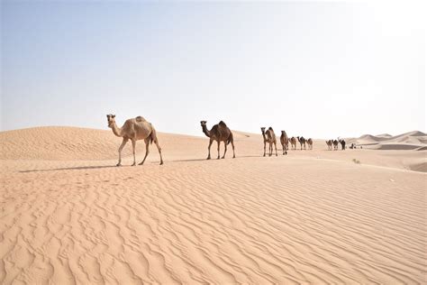 Abu Dhabi Desert Safaris | Best Deals & Packages