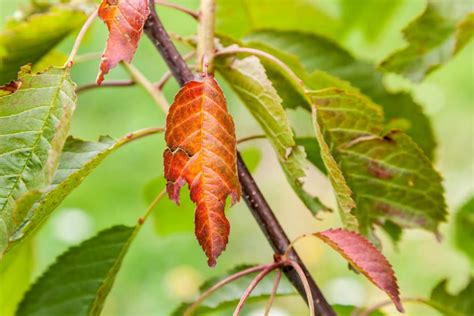 Plum Tree Diseases, Pests, and Other Problems - Garden.eco