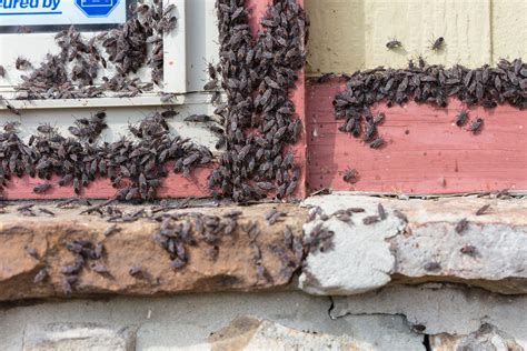 How To Get Rid Of Boxelder Bugs | EcoGuard Pest Management