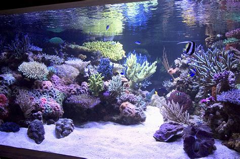 I need ideas for aquascaping. - Page 2 - The Reef Tank | Aquascape ...