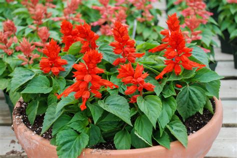 Salvias Will Grow Happily In Containers (And It's Essential For The ...