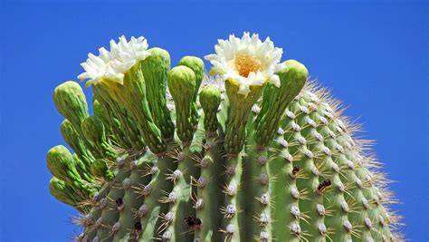 Saguaro Flower Power Project - Saguaro National Park (U.S. National ...