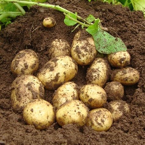 Premiere 2kg First Early Potatoes - 2kg Seed Potatoes - Busy Bee Garden ...