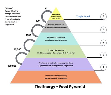 What is an Energy Pyramid Diagram | EdrawMax Online