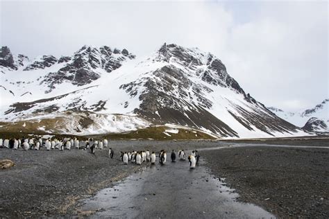 Premium Photo | King penguins on south georgia island