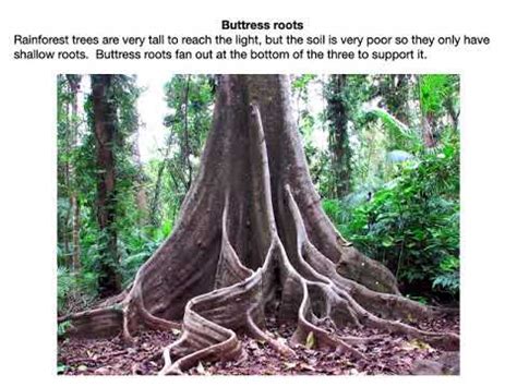 Rainforest plant adaptations Year 7 - YouTube