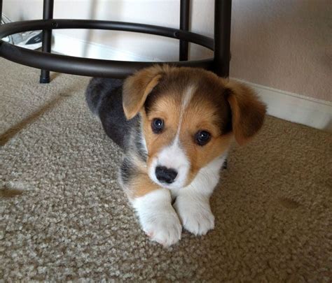 Pin by Ian Duvall Biz on Puppies | Corgi beagle, Corgi mix puppies, Puppies