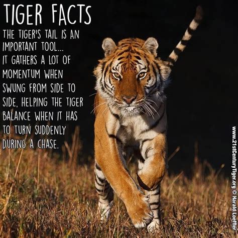 Tiger fact: The tigers tail whips side to side helping maintain balance ...