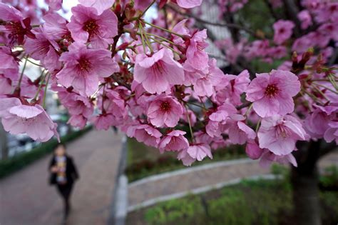 These pictures of Japan’s famous cherry blossom will make you want to ...