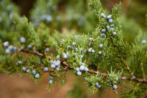 8 Types of Christmas Trees You Can Grow - Birds and Blooms