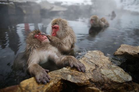 Photos: Japanese Macaque Monkeys Groom Themselves in Hot Spring | Time