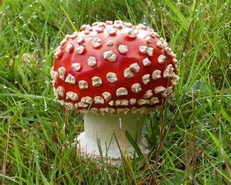 Amanita muscaria Misty Meadows - Vancouver Mycological Society