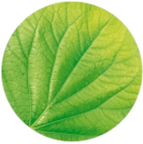 Garnier Leaf Logo transparent PNG - StickPNG