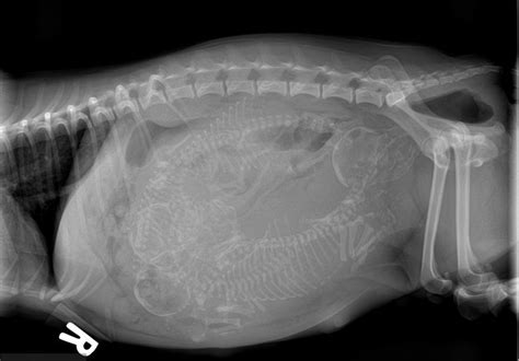 fibrosarcoma in cats pictures - Edythe Larose