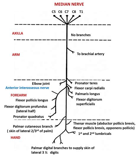 Median Nerve – Anatomy QA